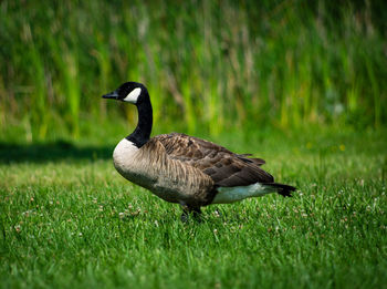 Bird on grass