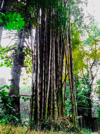 Trees growing in forest