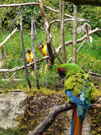 Birds perching on branch