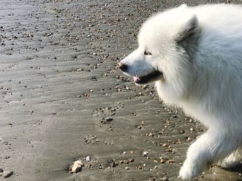 Close-up of white dog