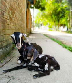 Goats relaxing on footpath