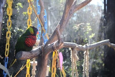 Bird perching on tree branch