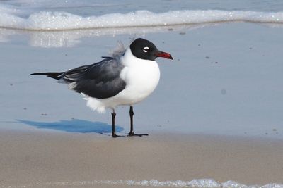 Seagull perching on a beach