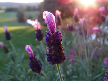 Close-up of purple flowering plant on field