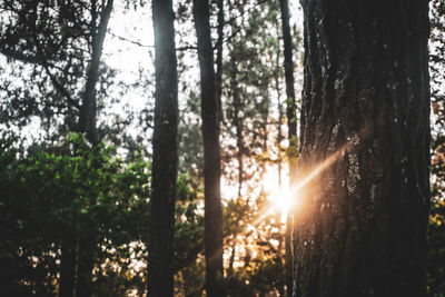 Sunlight streaming through trees in forest