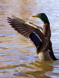 Duck swimming in lake