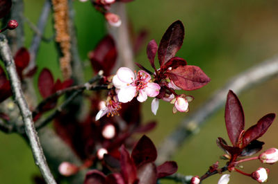 Close-up of flowering plant