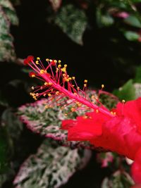 Close-up of insect on flower