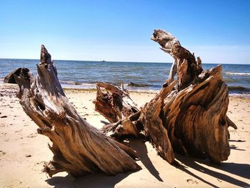 Driftwood on beach