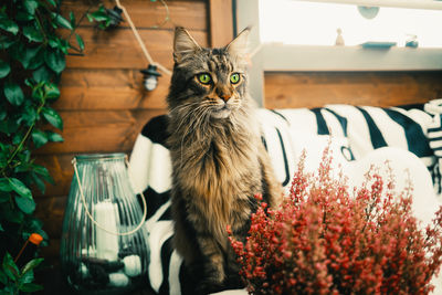 Portrait of cat