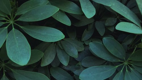 Full frame shot of leaves