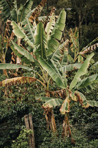 Close-up of leaves