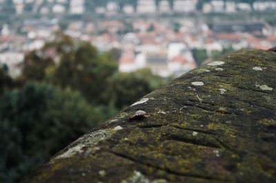 High angle view of rock by building