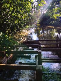 Bridge over river amidst trees in forest