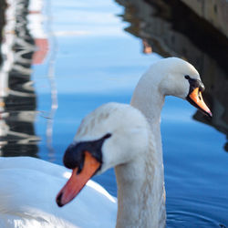 Close-up of swan in water