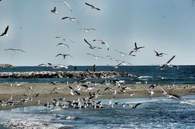 Birds flying over sea against sky