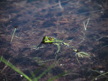 Close-up of lizard on land