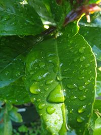 Close-up of wet plant leaves during rainy season