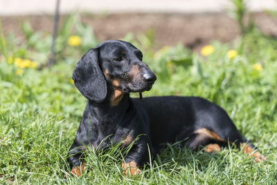 Black dog lying on grass