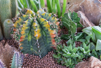 High angle view of succulent plant