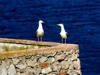 Seagulls perching on rock against sea