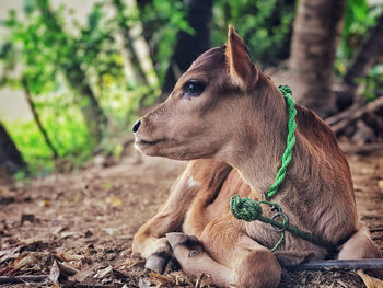 Baby cow first time looking the world 