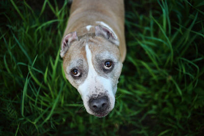 Close-up portrait of a dog on field