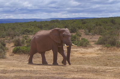 Elephant in a field