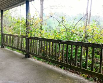 Plants growing on tree trunk