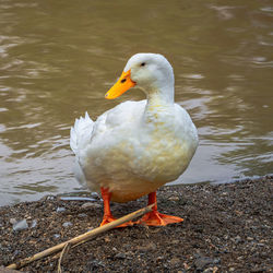 bird