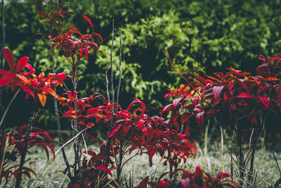 Close-up of red flowering plants