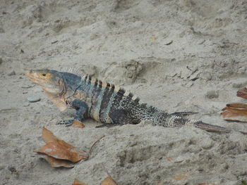 Marine iguana at sandy beach