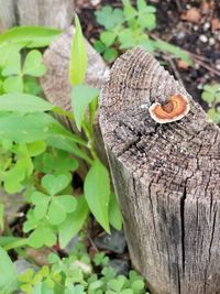 Close-up of snake on tree stump in forest