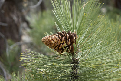 Close-up of pine cone on tree