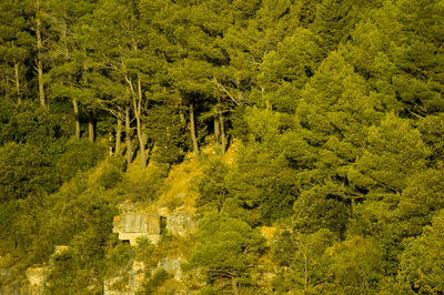 High angle view of trees in forest