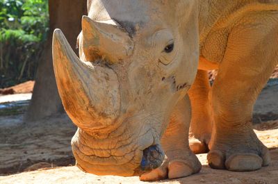 Close-up of elephant