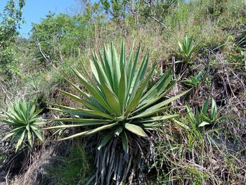 High angle view of succulent plant on field