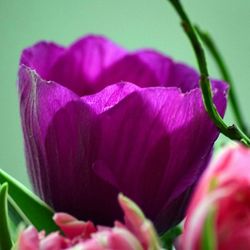 Close-up of pink flowers