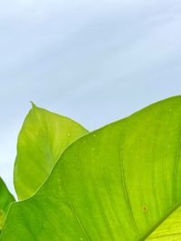 Close-up of fresh green leaves against sky