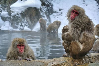Monkeys on a rock in snow