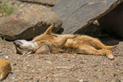 Close-up of mongoose sleeping by stones on field