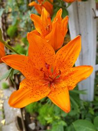 Close-up of day lily blooming outdoors