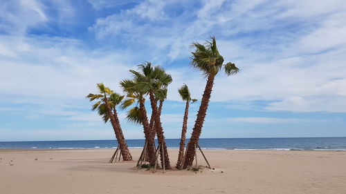 Scenic view of palm tree on beach against sky