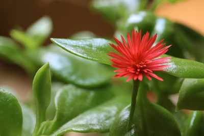 Close-up of red flowering plant