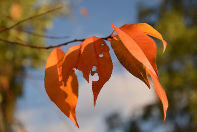 Close-up of orange leaves on plant during autumn