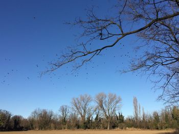 Bare trees on field against clear blue sky