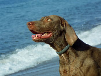 Close-up of weimaraner at beach on sunny day