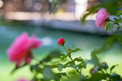 Close-up of pink flowering plant