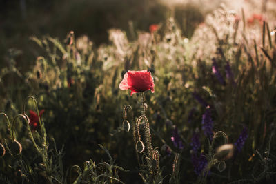 Close-up of purple crocus flowers on field