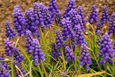 Close-up of purple crocus flowers on field